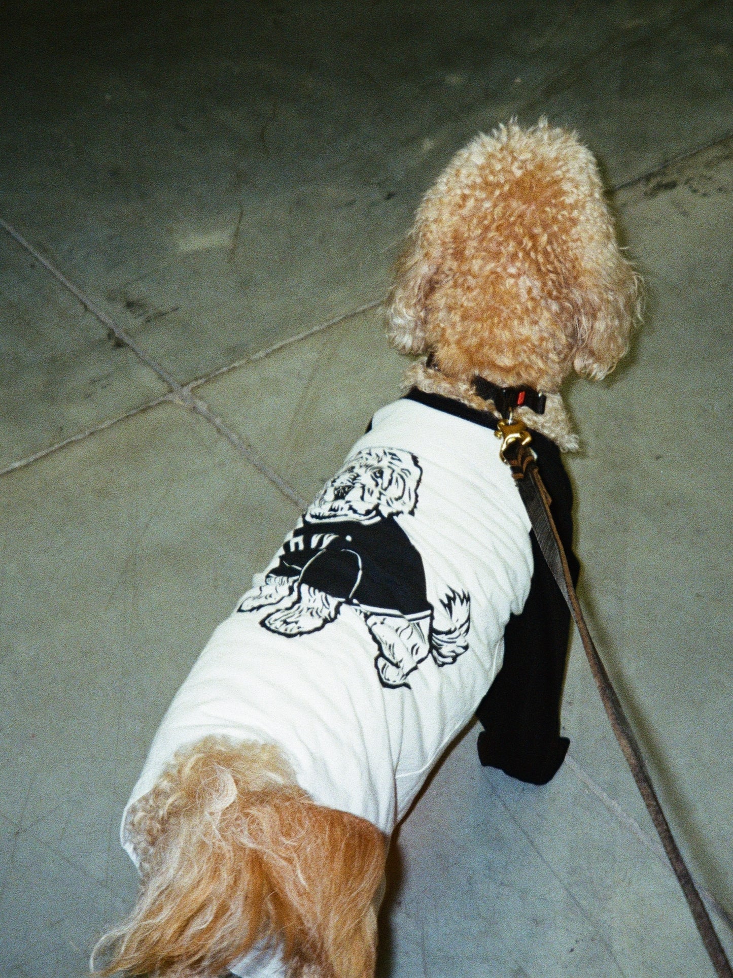 Alf Raglan T-Shirt - PREORDER