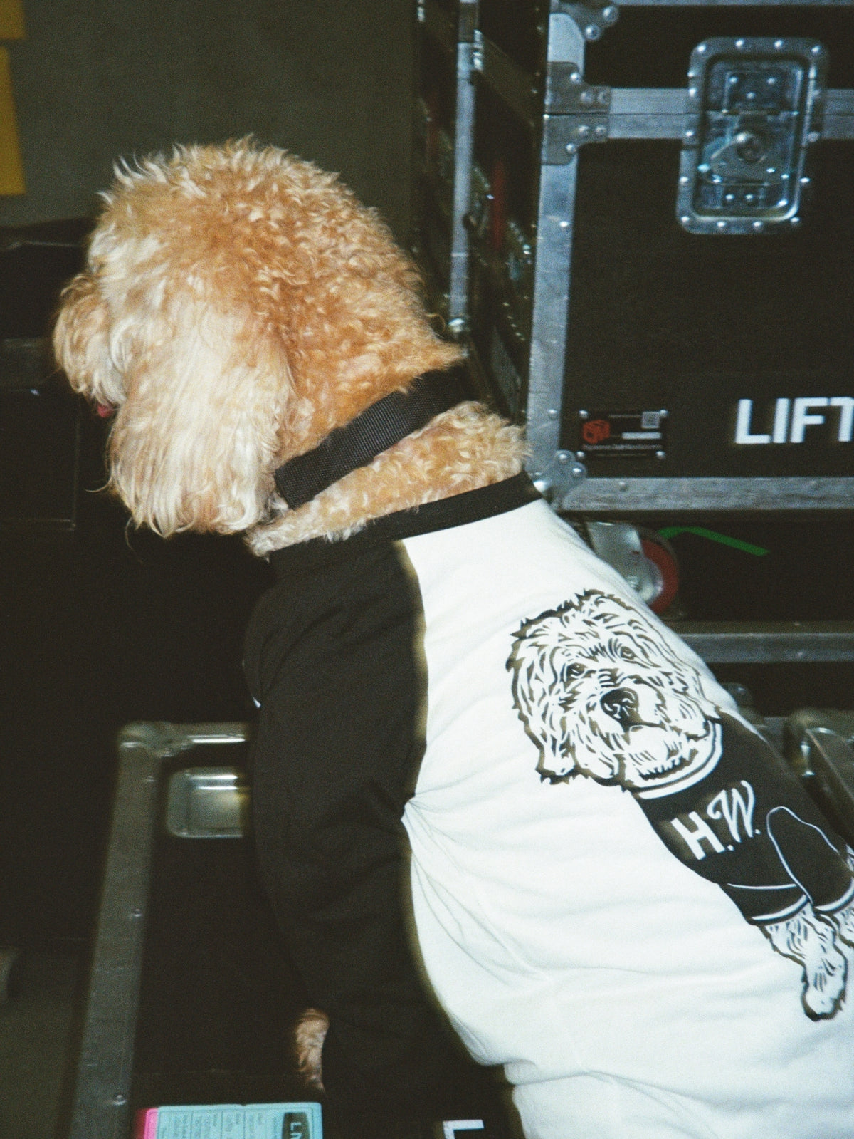 Alf Raglan T-Shirt - PREORDER